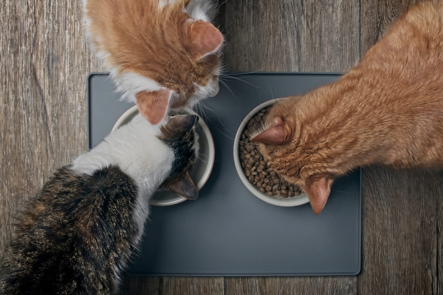 Kısır Kedi Mamasını Bütün Kediler Yiyebilir mi?