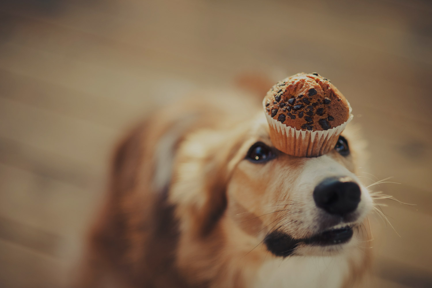 Köpekler İçin Zararlı Yiyecekler Nelerdir